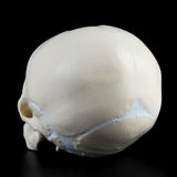 1:1 Human Fetal Baby Infant Medical Skull Anatomical Skeleton Model Teaching Supplies for Medical Science Halloween Bar Ornament