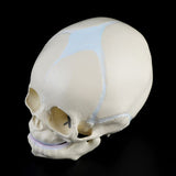 1:1 Human Fetal Baby Infant Medical Skull Anatomical Skeleton Model Teaching Supplies for Medical Science Halloween Bar Ornament