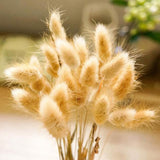 1 Bunch Dried Flower Bunny Tail Natural Plants Floral Props Decoration Bouquet Rabbit Grass Home Photography Accessories R4Z2