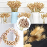 1 Bunch Dried Flower Bunny Tail Natural Plants Floral Props Decoration Bouquet Rabbit Grass Home Photography Accessories R4Z2