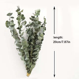 10/20PCs Real Natural Eucalyptus Leaves Dried Flower Wedding Decorate Eucalipto Stems for Home Ornaments DIY Green Decor Plant