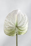 3D Printing Anthurium branch Artificial flowers for Home wedding table decoration Plastic fake plants fleur artificielle