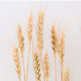 50Pc/Lot Artificial Wheat Ears Natural Dried Flowers Grain Bouquet for Wedding Party Decor DIY Craft Scrapbook Home Decoration