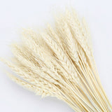 50Pcs/lot Natural Dried Flower Wheat Ears Bouquet for Wedding Party Decoration DIY Craft Home Decor Scrapbook Wheat Branch Props