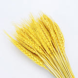 50Pcs/lot Natural Dried Flower Wheat Ears Bouquet for Wedding Party Decoration DIY Craft Home Decor Scrapbook Wheat Branch Props