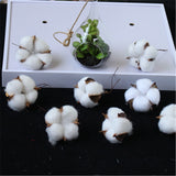 6pcs/bag Artificial Dried cotton flower simulation flower DIY wedding decoration for home party office