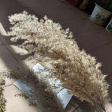 Center Piece Decor Natural Dried Reed Plants Wedding Flower Bunch Pampas Tableau Grass Decoration Phragmites Dekoration Trawy