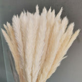 Natural Pampas Grass Phragmites Communis Dried Reed Flower Arrangement Bulrush Bouquets Plumas Decorativas  Home Party Decor