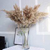 Real Dry Reed Flower Natural Dried Reed Primary Color Pampas Grass Flowers Home Desktop Living Room Decoration DIY Crafts