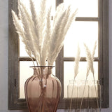 'The Best' 15 Pcs Dried Small Pampas Grass Phragmites Communis Decoration for Home Store Wedding 889
