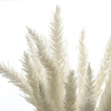 'The Best' 15 Pcs Dried Small Pampas Grass Phragmites Communis Decoration for Home Store Wedding 889